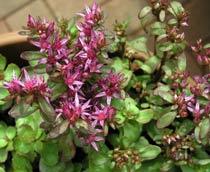 Sedum-spurium-B.jpg