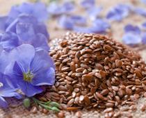 Seeds-and-Bulbs-1-s.jpg
