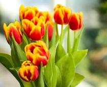 Seeds-and-Bulbs-10-s.jpg