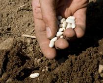 Seeds-and-Bulbs-4-s.jpg