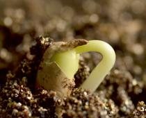 Seeds-and-Bulbs-5-s.jpg