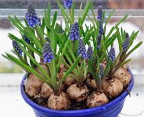 Seeds-and-Bulbs-7-s.jpg