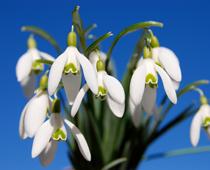 Seeds-and-Bulbs-8-s.jpg