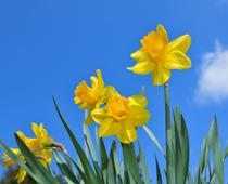 Seeds-and-Bulbs-9-s.jpg
