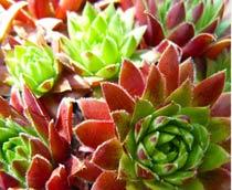 Sempervivum-B.jpg