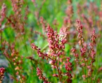 Sheeps-Sorrel-B.jpg