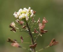 Shepherds-Purse-B.jpg