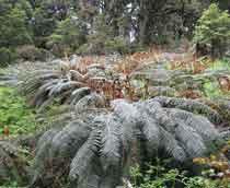 Shield-Fern-B.jpg