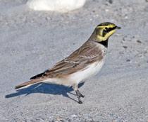 Shore-Lark-B.jpg