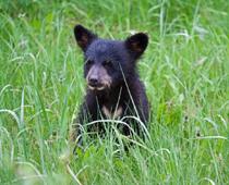 Short-Bear-B.jpg