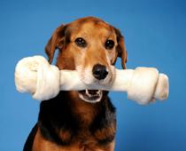 Short-Dog-B.jpg