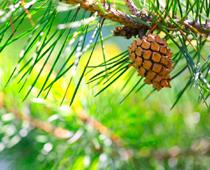 Short-Pine-B.jpg