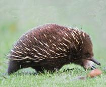 Short-beaked-Echidna-B.jpg