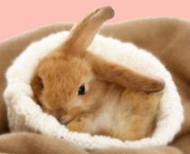 Should-Bunny-B.jpg