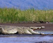 Should-Crocodile-B.jpg