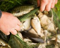 Should-Fish-B.jpg
