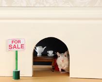 Should-Mouse-B.jpg