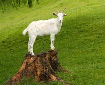Sign-Capricorn-B.jpg