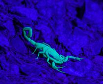 Sign-Scorpio-B.jpg