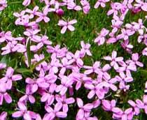 Silene-acaulis-B.jpg