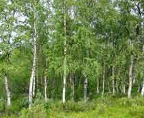 Silver-Birch-B.jpg
