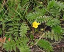 Silverweed-B.jpg