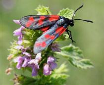 Six-spot-Burnet-B.jpg