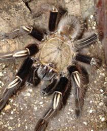 Skeleton-tarantula-B.jpg