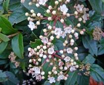 Skimmia-B.jpg