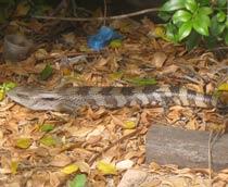 Skink-B.jpg