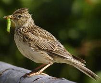 Skylark-B.jpg