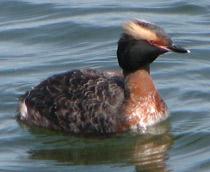Slavonian-Grebe-B.jpg
