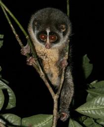Slender-loris-B.jpg