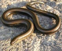 Slow-worm-B.jpg