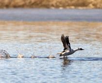 Smew-Original-B.jpg