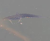 Smooth-Newt-B.jpg