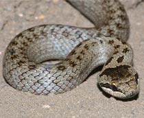 Smooth-Snake-B.jpg