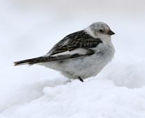 Snow-Bunting-B.jpg