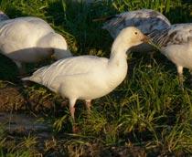 Snow-Goose-B.jpg