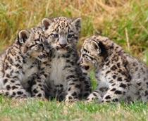 Snow-leopard-B.jpg