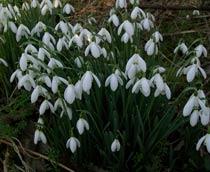 Snowdrops-B.jpg