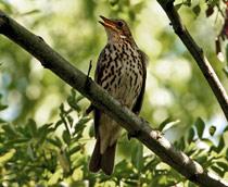 Song-Thrush-B.jpg