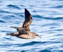 Sooty-Shearwater-B.jpg