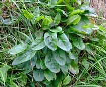Sorrel-B.jpg