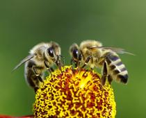 Sound-Bee-B.jpg