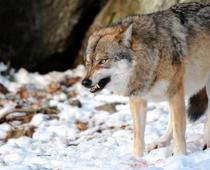 Sound-Wolf-B.jpg