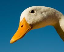Sounds-Duck-B.jpg