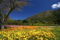 South-Africa-B.jpg