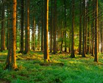 Special-Forest-B.jpg