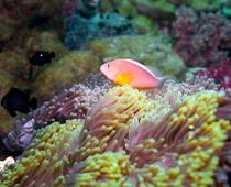 Special-Reef-B.jpg